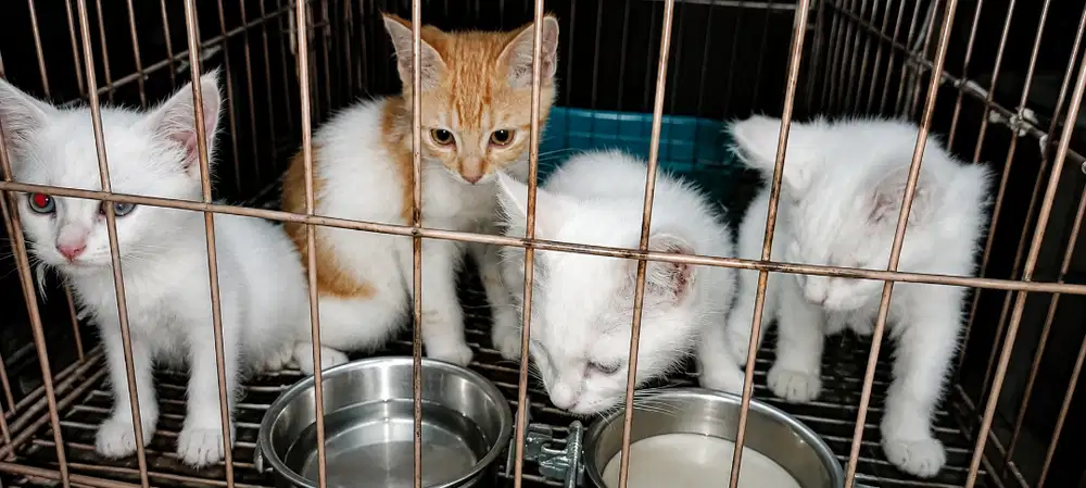 Kitten Blasteran Persia x Kampung
