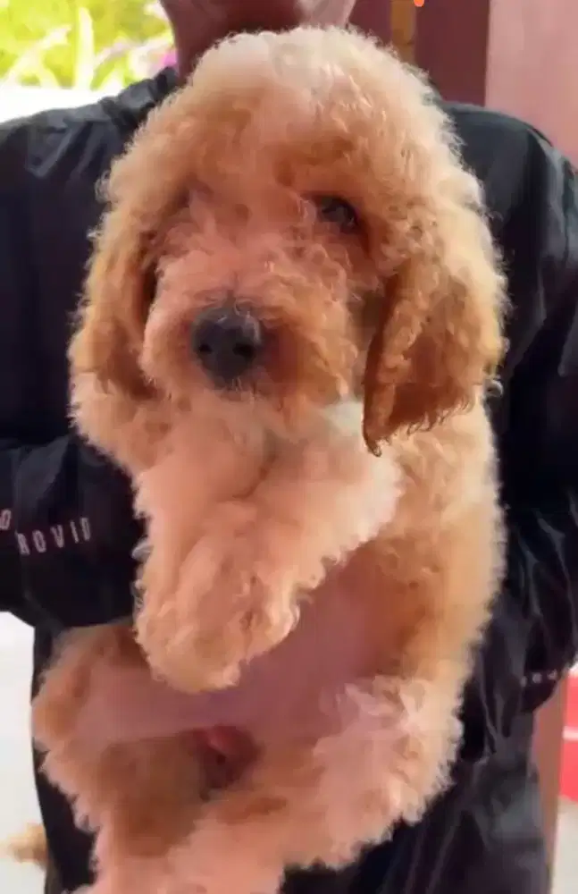 GIANT POODLE BETINA stambum
