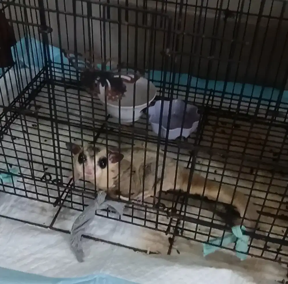 Sugar gLider pejantann