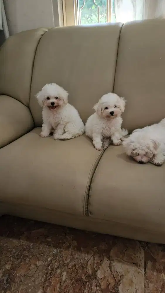Bichon Frise 3 Bulan — Teddy Face, Stambon, Vaksin Pertama