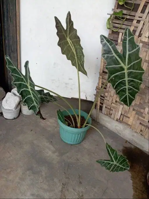 Tanaman Hias Alocasia Dengan Pot