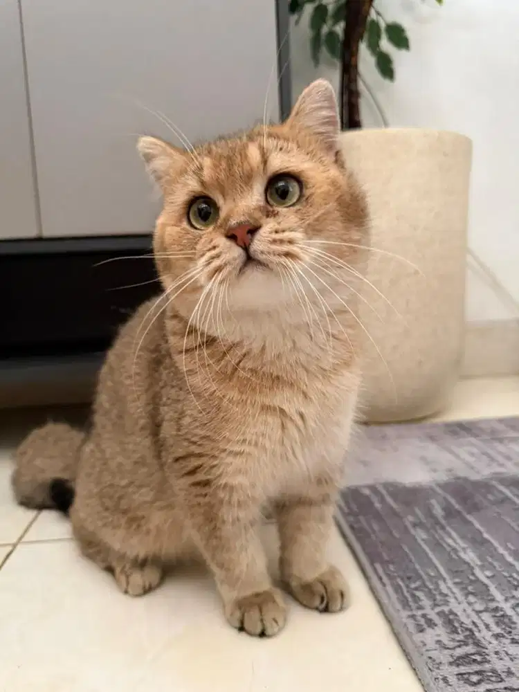 BSH Golden Ny25 Jantan