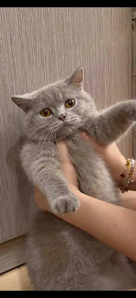 BSH Lilac Betina
