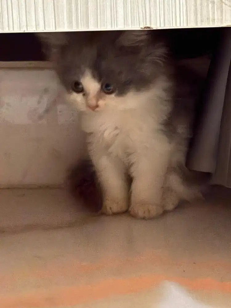 Kucing Persia Baby