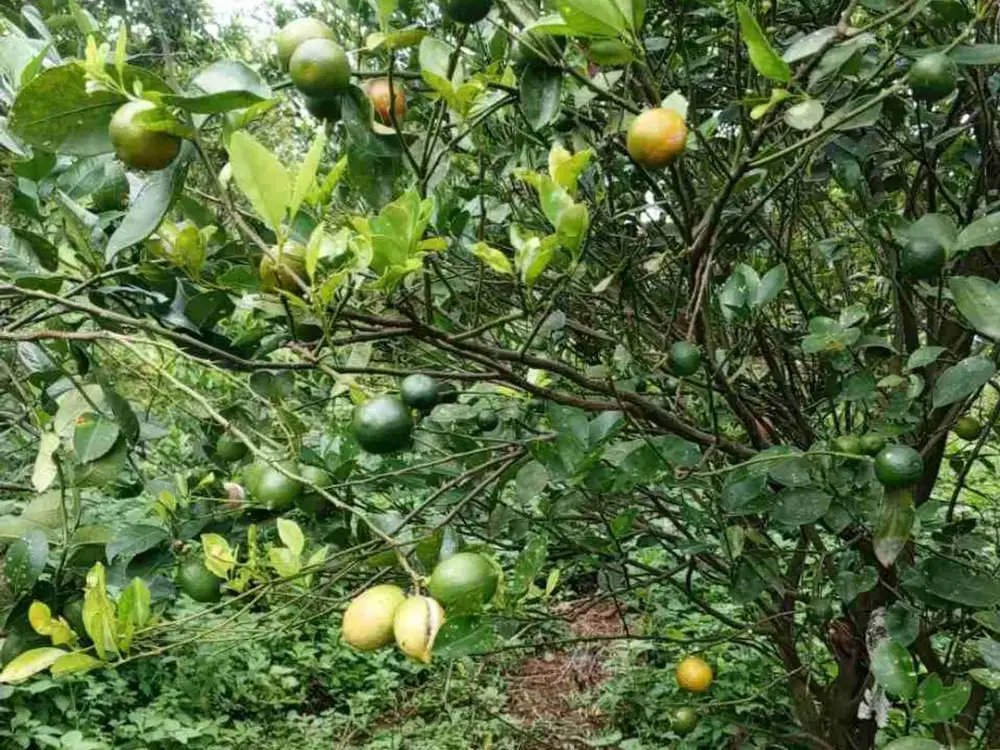 Kebun Jeruk Klampok Singosari Malang
