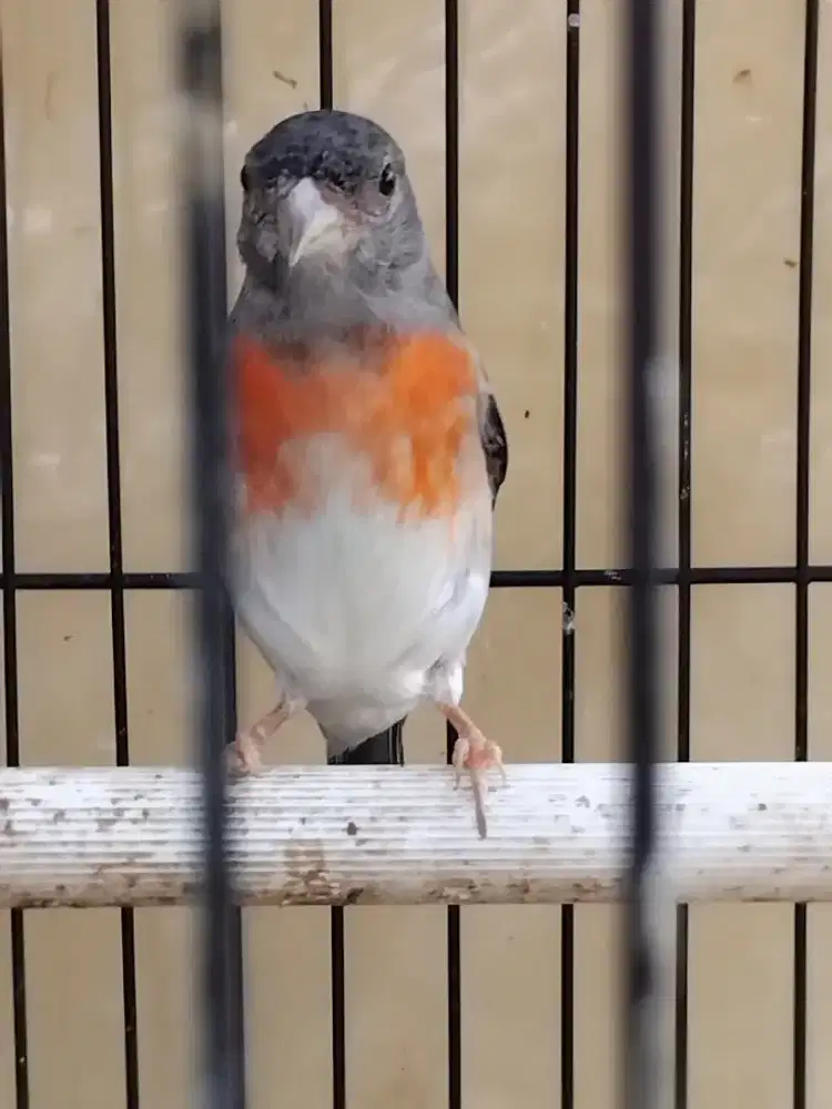 Yg rencana ternak Red Siskin