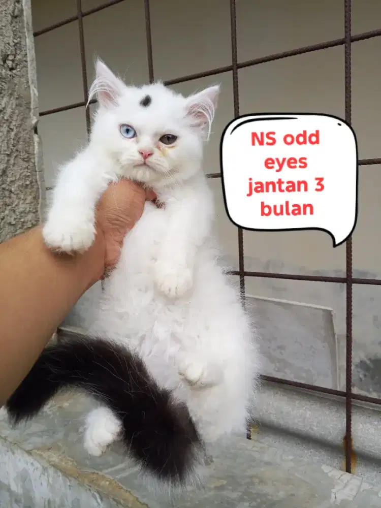 Kucing Munchkin ns