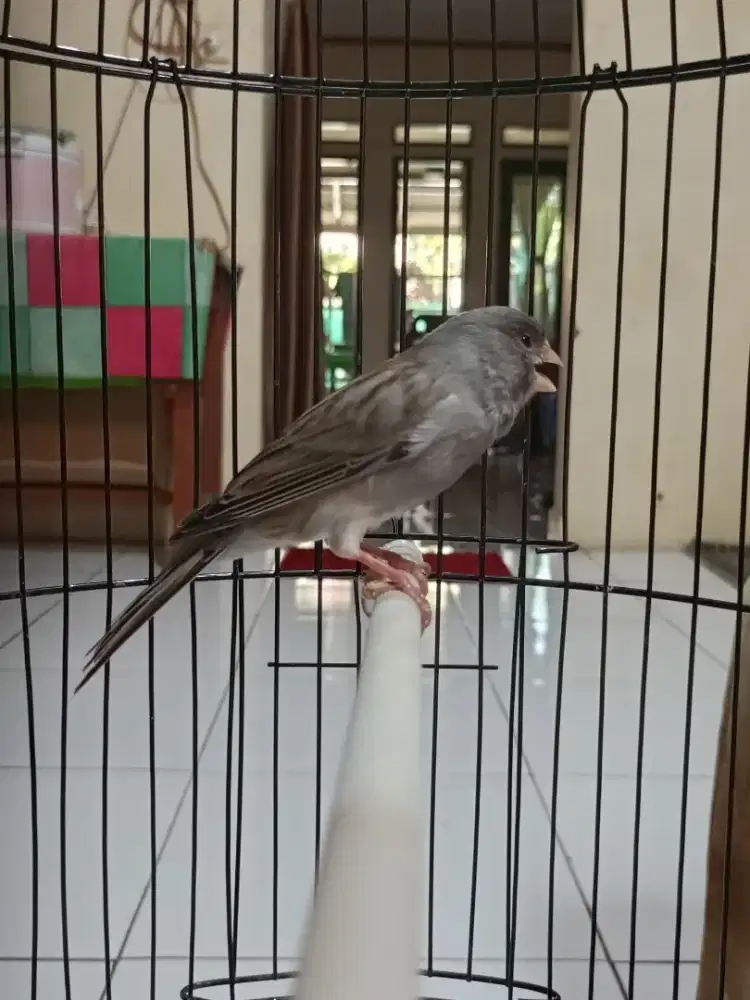 Di juaL kenari aF