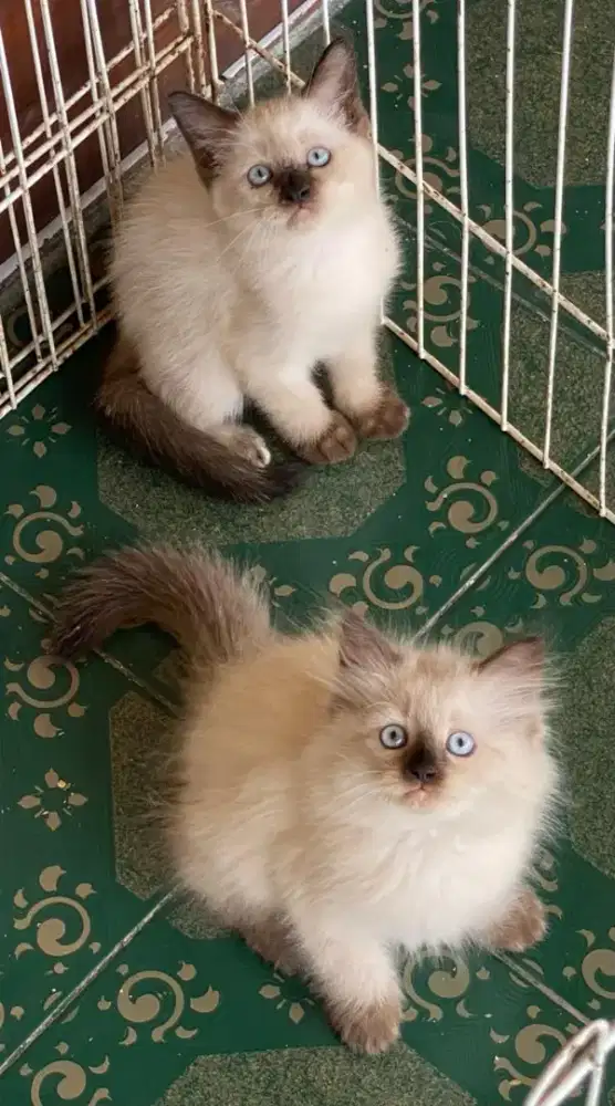 kucing kitten anakan anggora persia himalaya ragdoll munchkin british