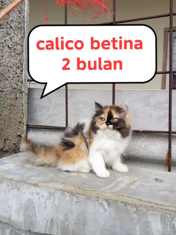 Kucing Persia medium