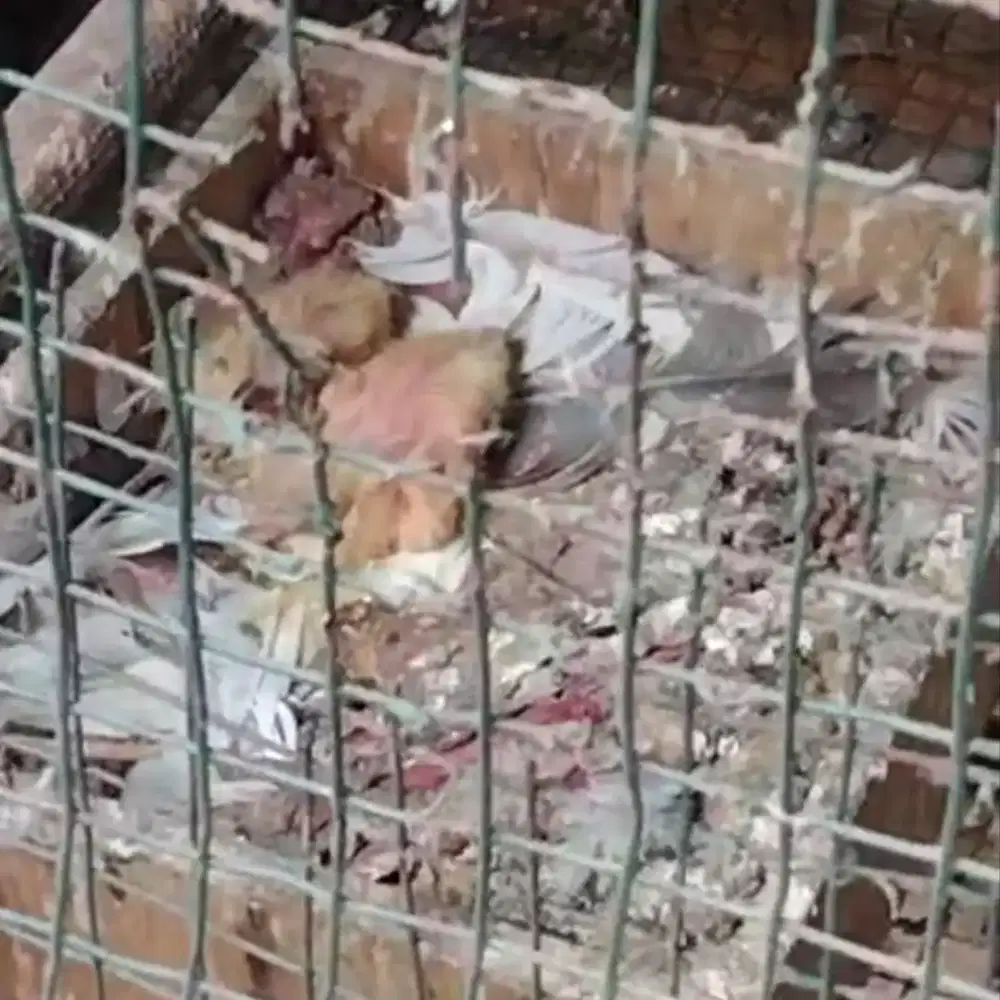 Sepasang lolohan piyek burung dara hias merpati kipas putih kapas