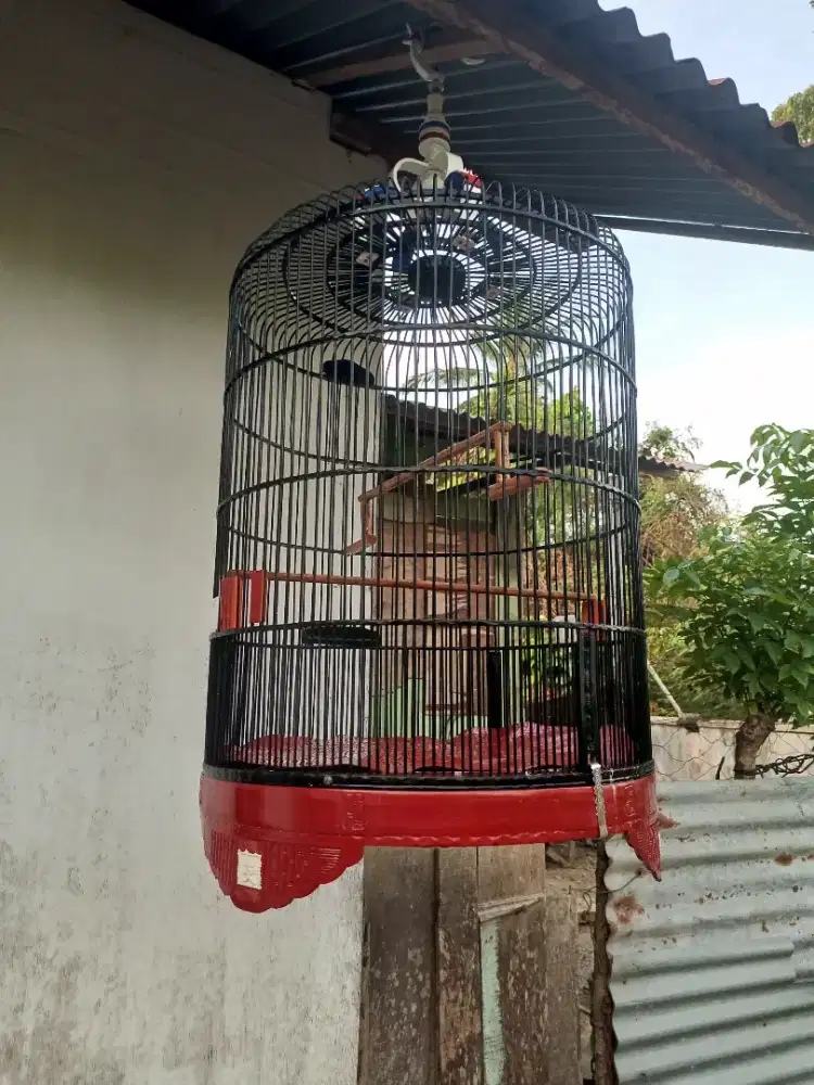 Sangkar murai batu. Nomor 2
