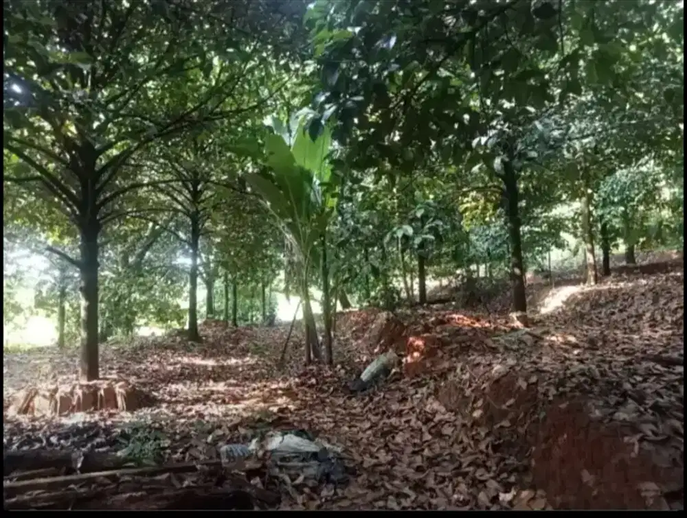 Di jual kebun manggis produktif