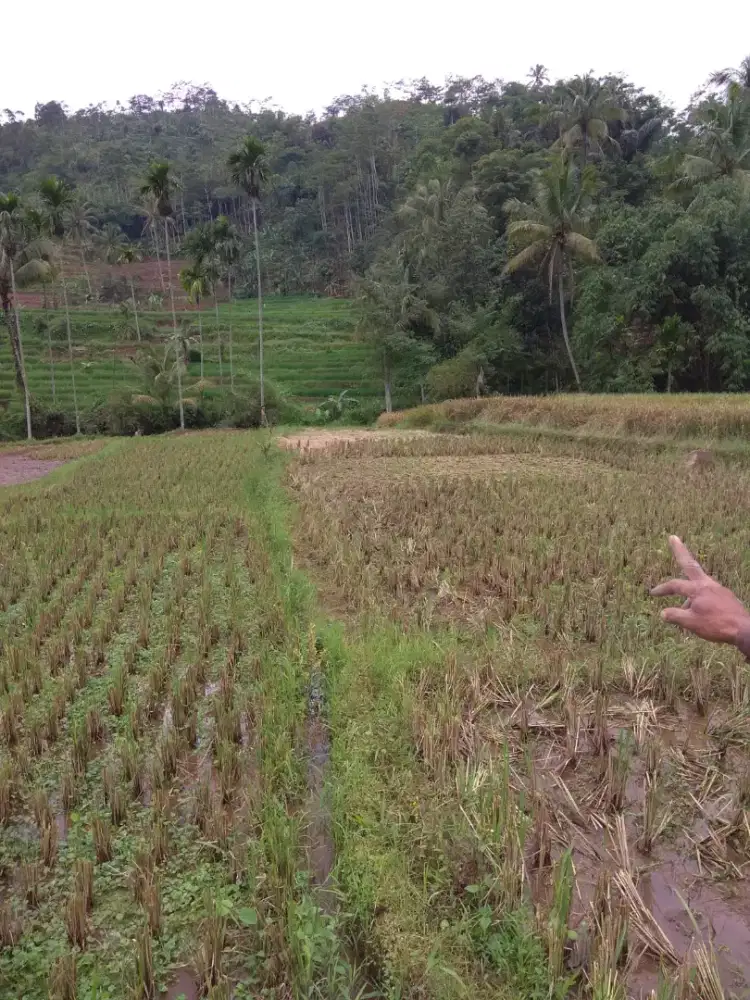 JUAL SAWAH 46 TUMBAK (644M2) / 120jt Nego