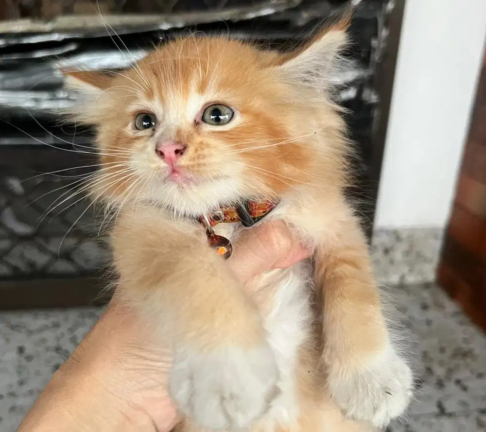 Open adop kucing oyen persia longhair usia 2 bulan