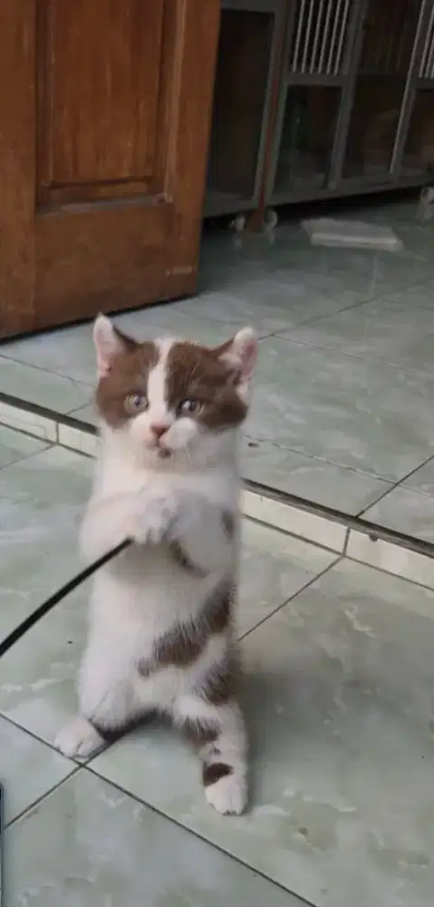 Bsh jantan bico choco