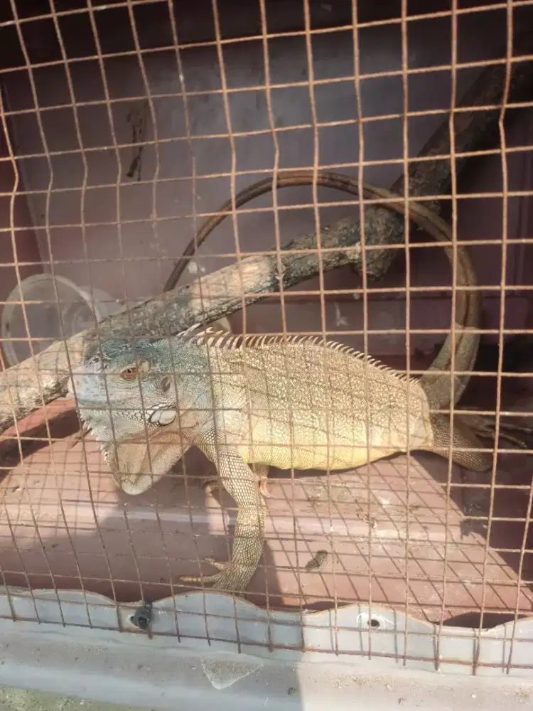 Iguana super red