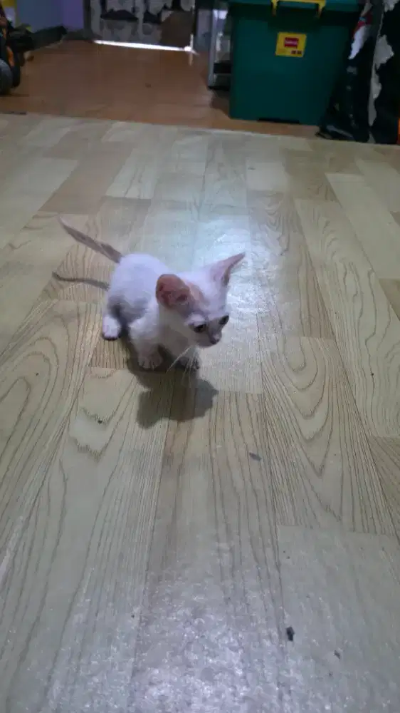 Kucing Munckin dan NS