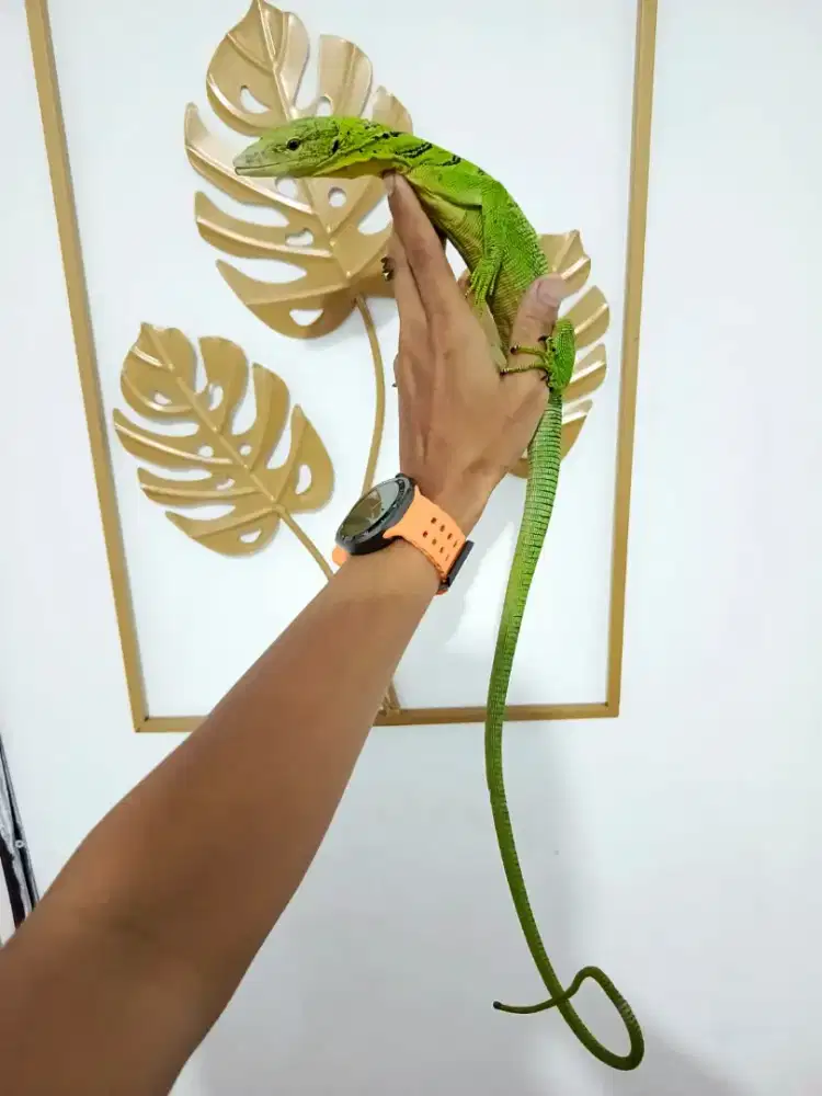 Kadal Biawak Green
