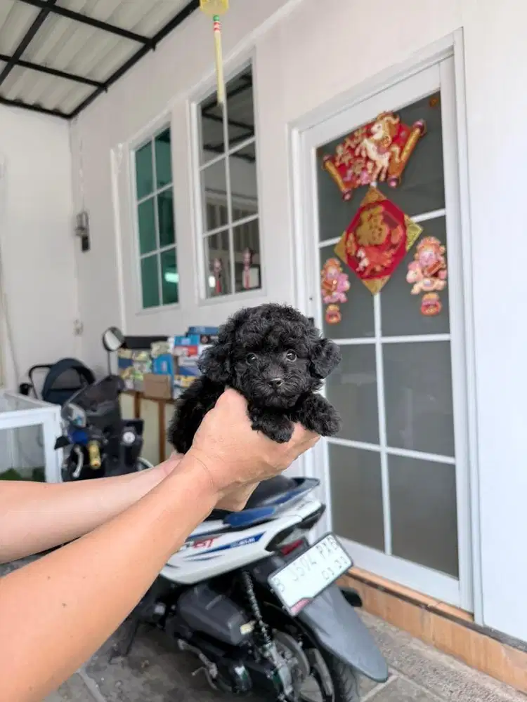 Female black poodle super cute good character gak berisik