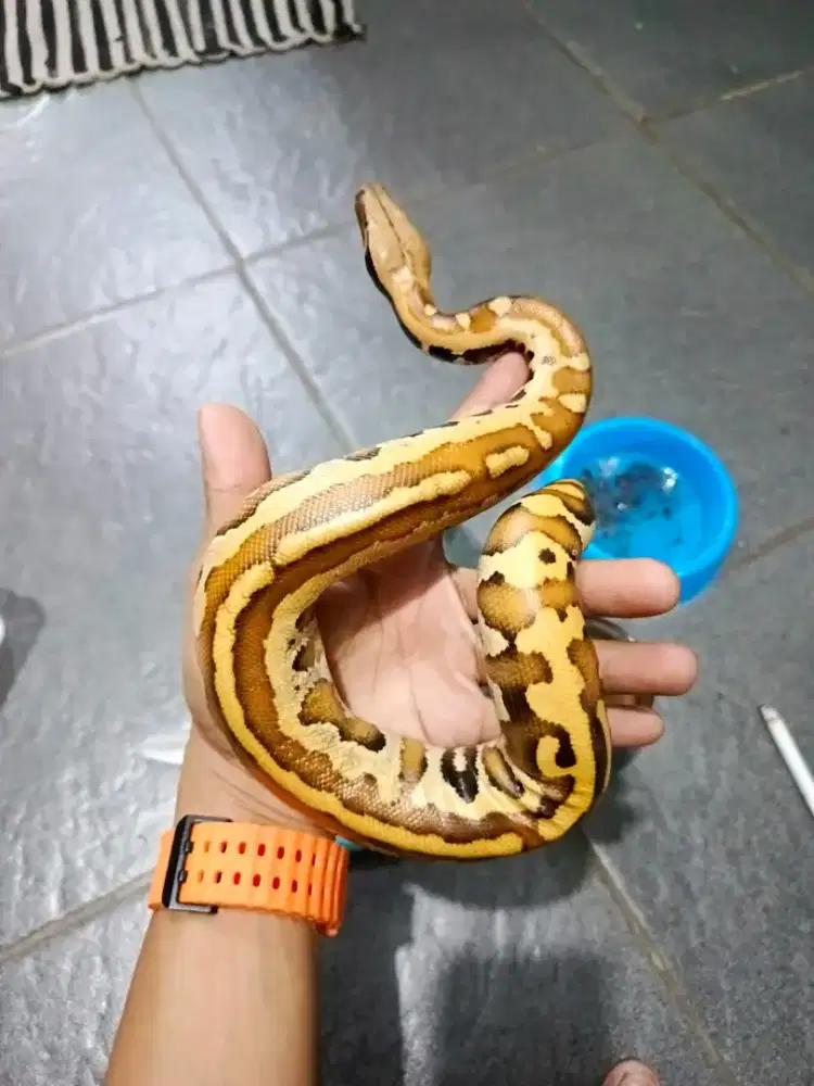 BloodPython dan BallPython