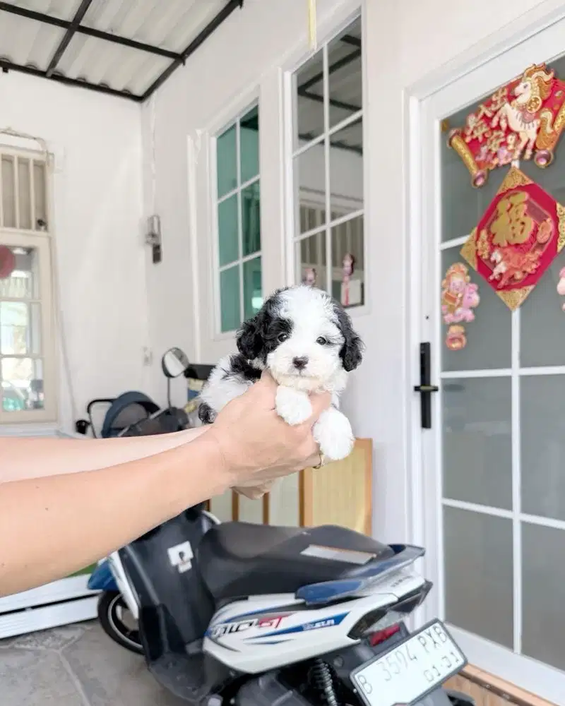 Party poodle male super cute motif unik belakang sapi super imut lucu