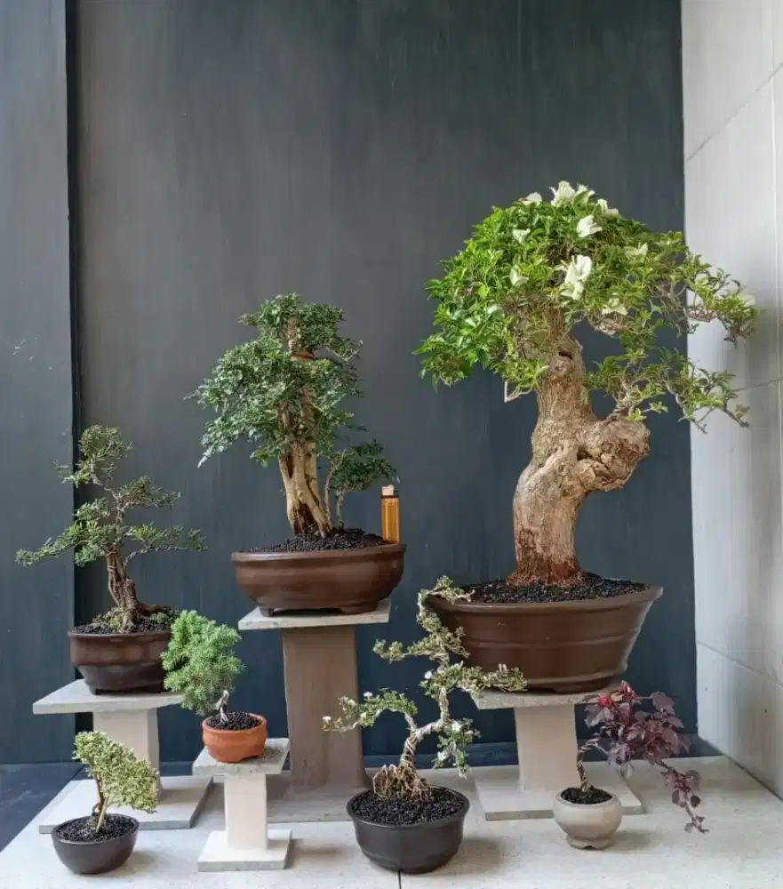 Bonsai hias murah paketan