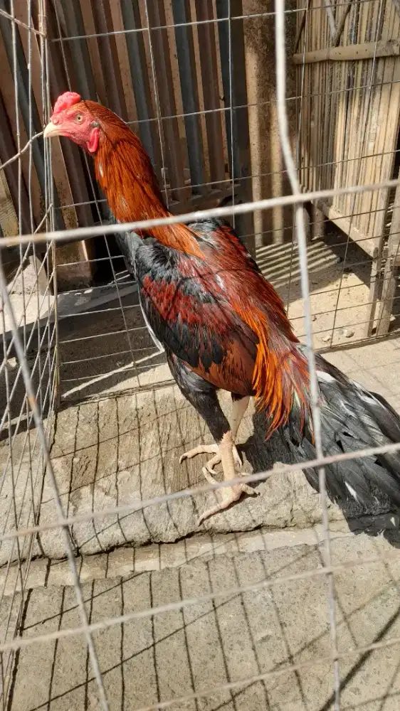 AYAM BANGKOK PAKHOI