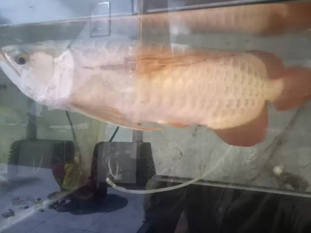 FOR SALE . 1 SET AQUARIUM DAN IKAN ARWANA type SUPER RED