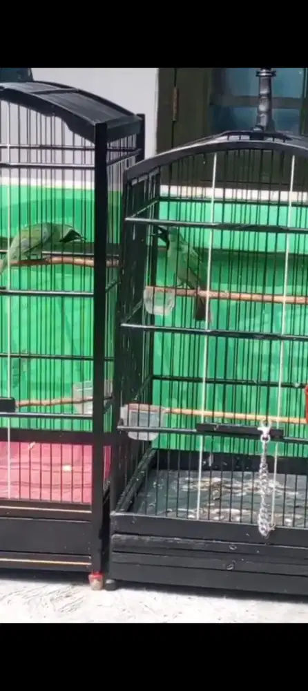 Burung Jawatimur Gacor
