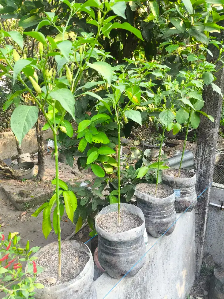 Cabai Rawit ORI Berbuah Hiasan Rumah