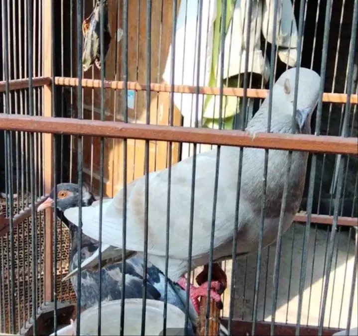 Merpati sepasang murah