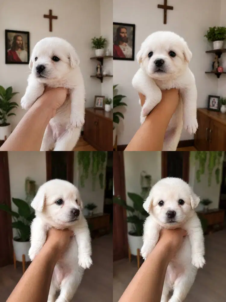 JUAL ANAK LABRADOR