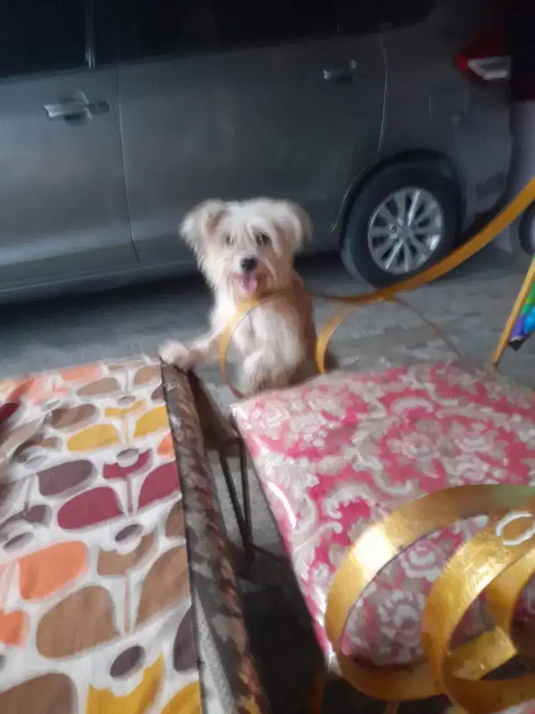 Di jual anjing kintamani mix shitszu, betina , umur 1 tahun