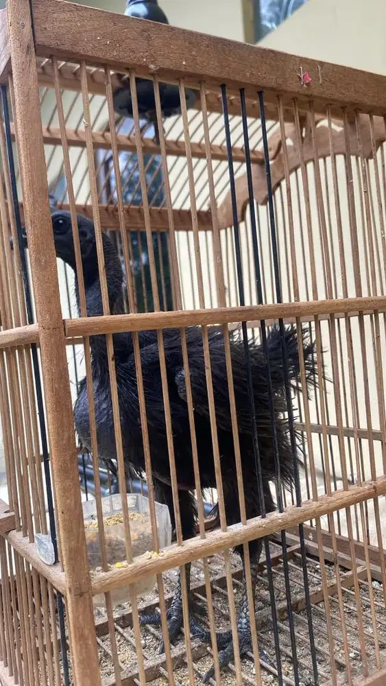 jual cepat ayam betina cemani bulu walik