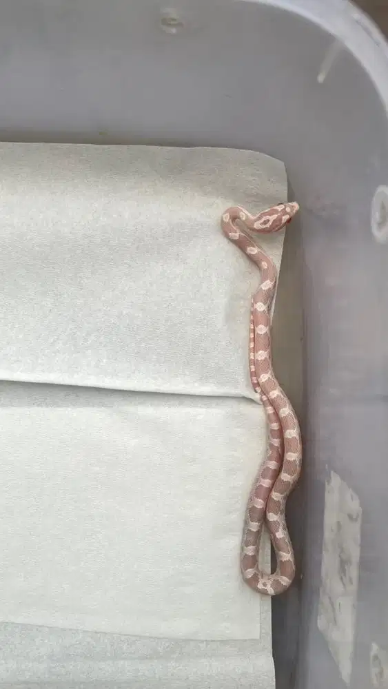 Corn snake snow babby
