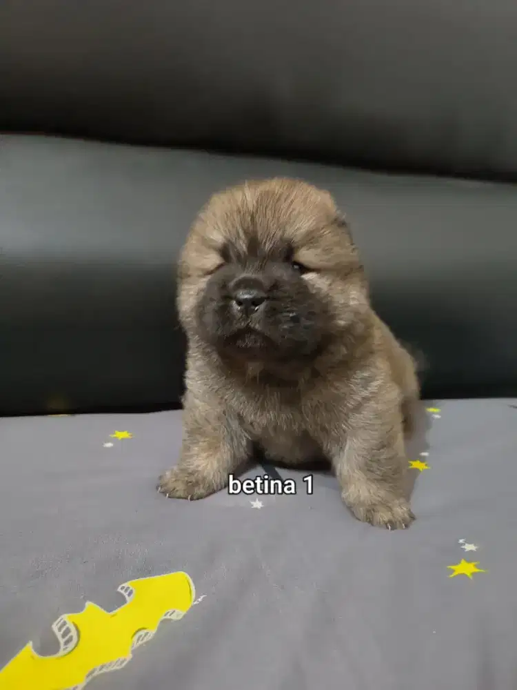 Chow chow,puppies,1 month