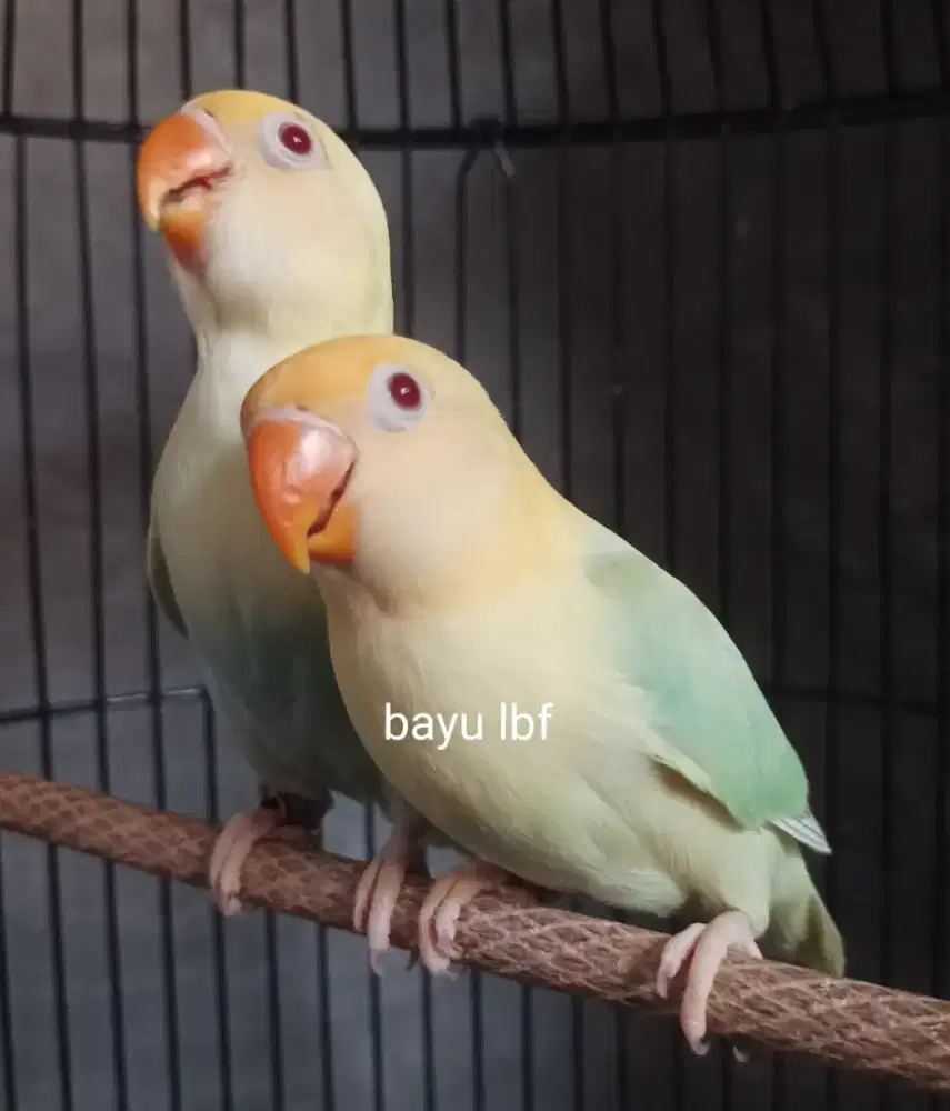 Burung Lovebird love bird Biola PB PF x PB PF/ bio paud burja