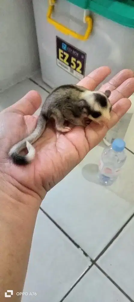 Sugar glider mozaic