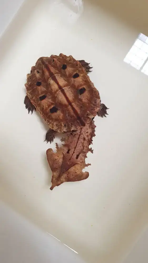 Matamata turtle unik dan nyentrik