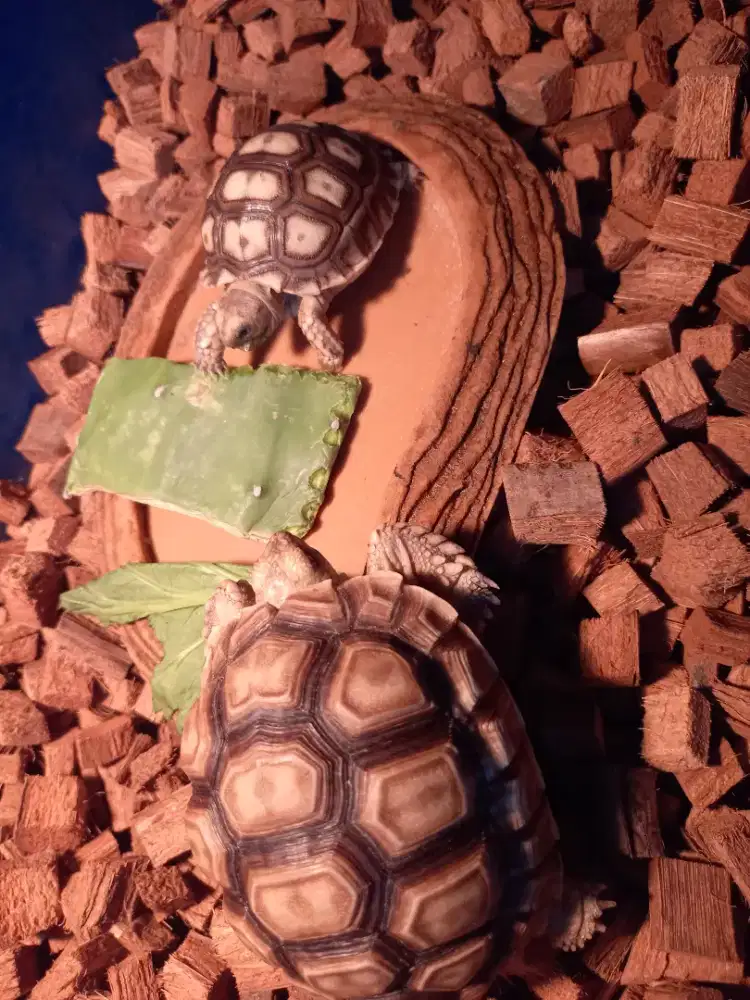 Baby Sulcata mulus