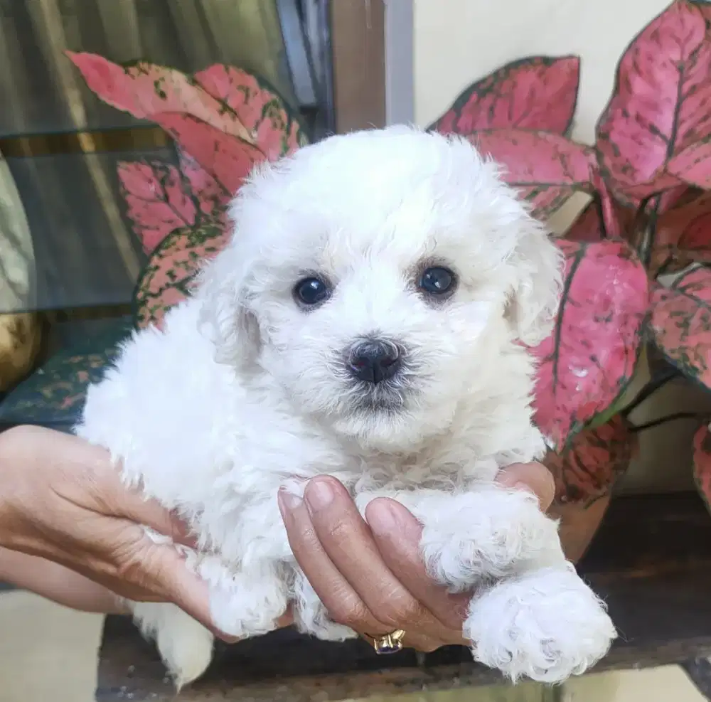 JUAL BICHON FRISE JANTAN STAMBUM VAKSIN KUALITAS BAGUS