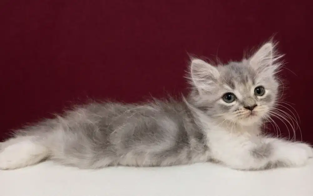 Kitten persia marble 2 Bulan