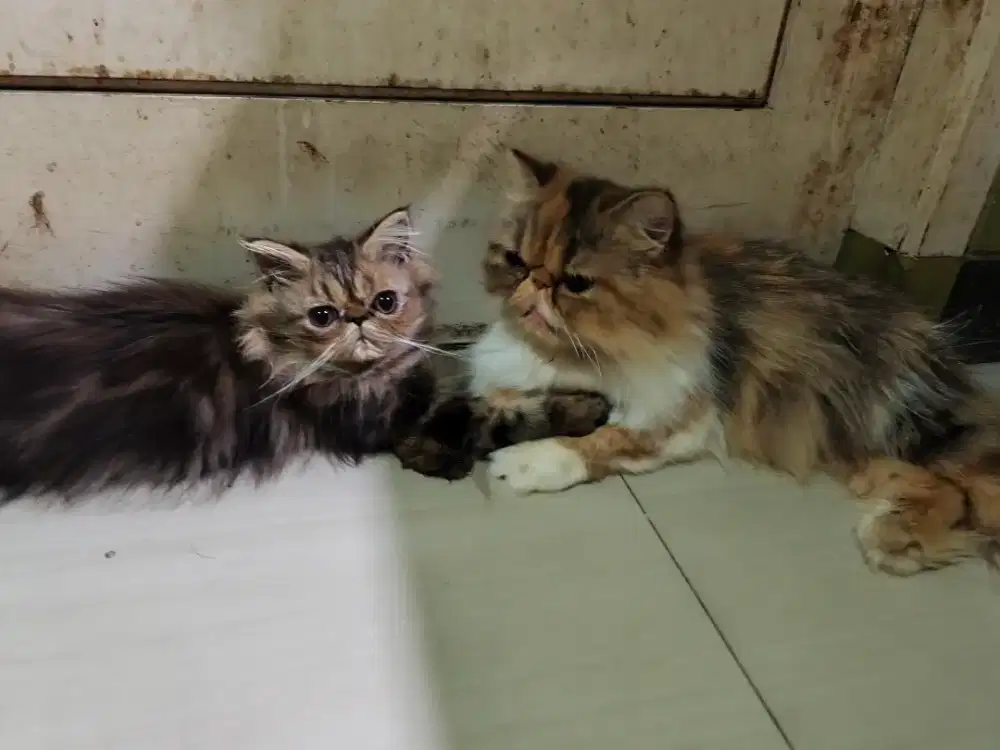 Kucing Peaknose