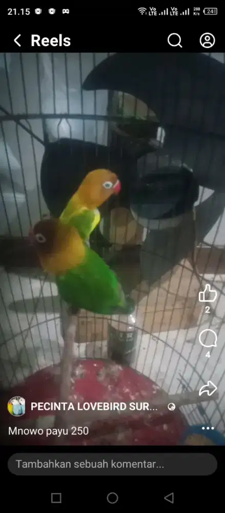 Lovebird sepasang