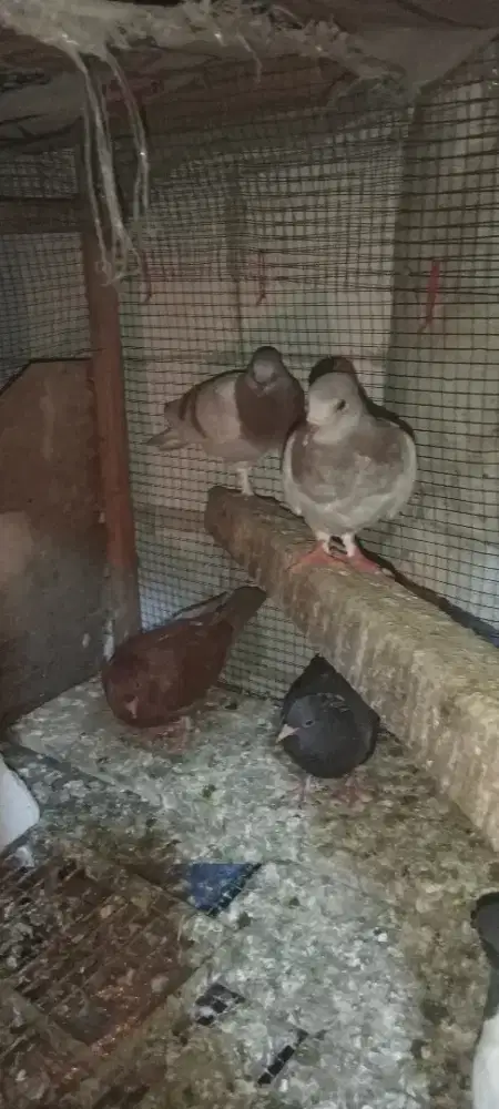 5 ekor burung dara piyik dan remaja