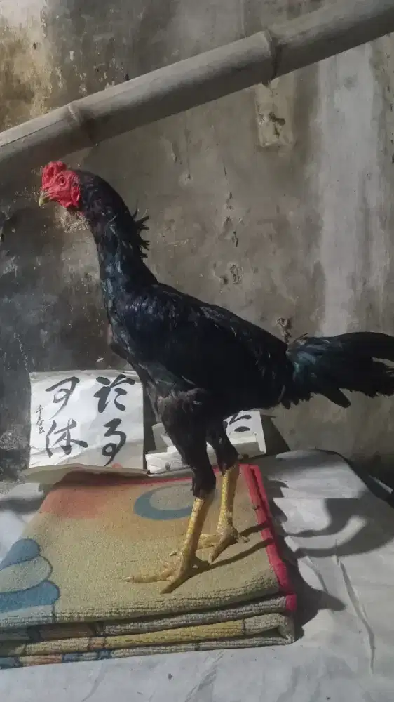 Ayam phama rambung