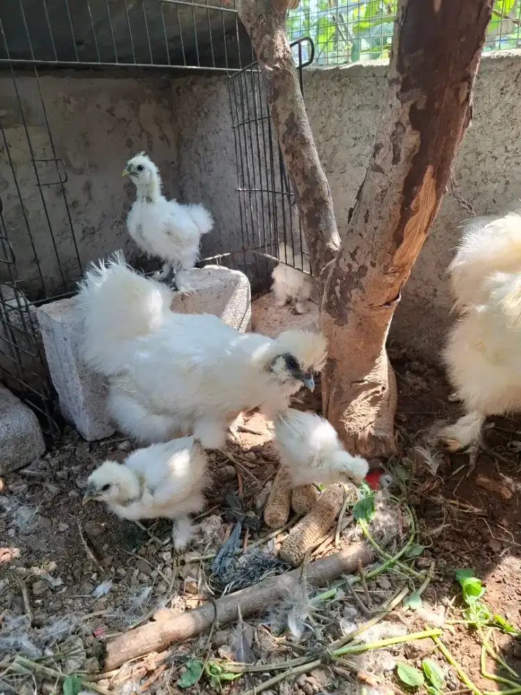 Dijual ayam american silky