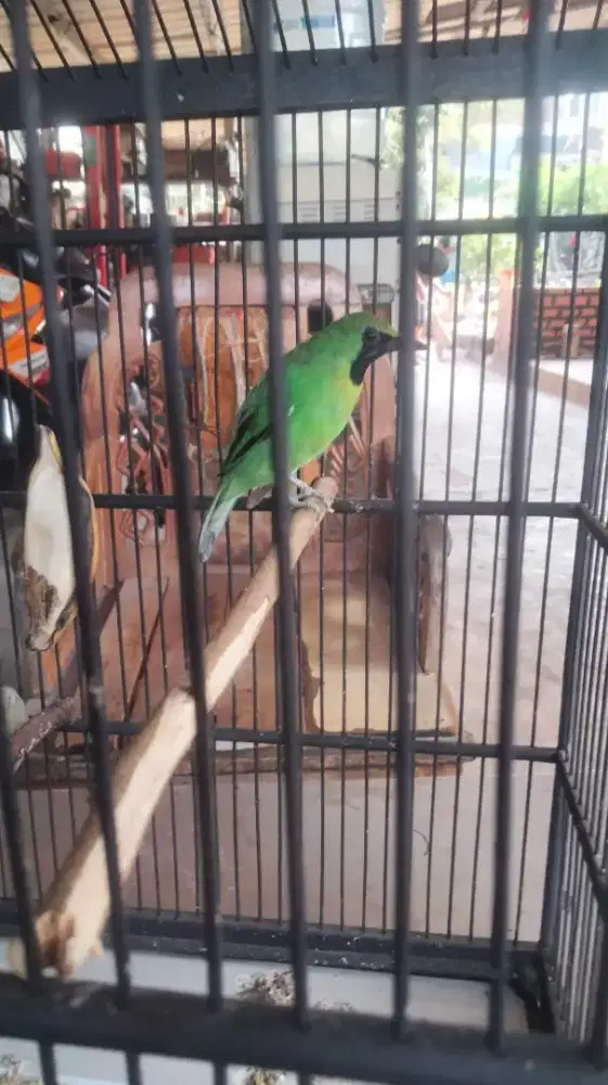 Kandang burung sama isi nya
