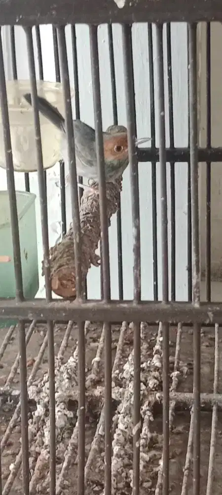 Amunisi prenjak abang bety gacoran